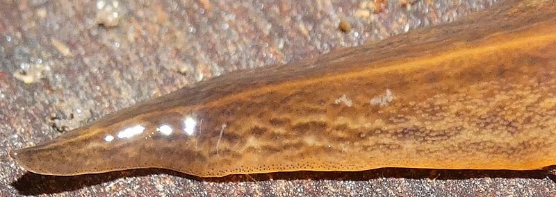 Obama nungara detail