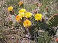 Opuntia polyacantha