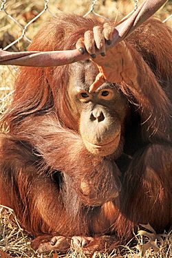 Orangutan cpzoo