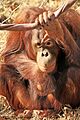 Orangutan cpzoo