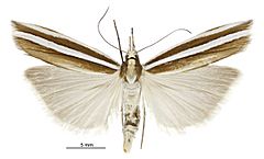 Orocrambus siriellus male.jpg