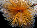 Pacific Feather Duster Sabellastarte sp