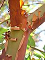 Pacific Madrone Arbutus menziesii Branch Fork 2120px