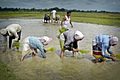 Paddy cultivation in Nagaon