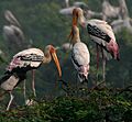 Painted Stork (Mycteria leucocephala) in Uppalpadu, AP W IMG 3314