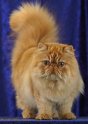 Persian Cat Facts For Kids