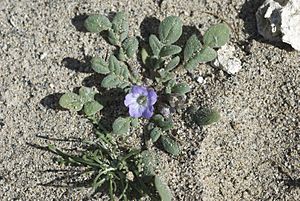 Phacelia douglasii var. petrophila.jpg