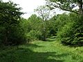 Pipewell Wood. - geograph.org.uk - 438944