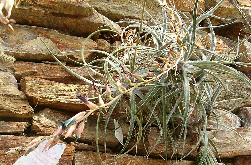 Puya laxa HabitusInflorescence BotGardBln0906k