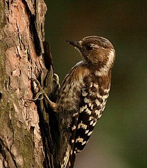 Pygmy woodpecker