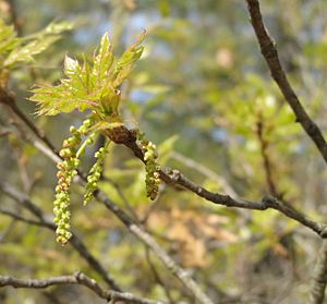 Quercus georgiana catkins in early spring 01