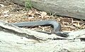 Red Bellied Black Snake