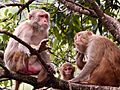 Rhesus macaque monkey family D72 16866k