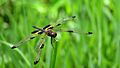 Rhyothemis phyllis face (34146412630)