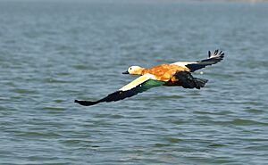Ruddy Shelduck flying over the lake