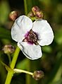 SagittariaSagittifoliaInflorescence2