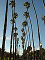 Santa Monica Palm Trees