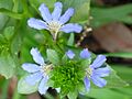 Scaevola crassifolia flower close up