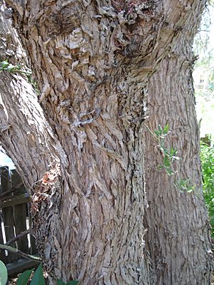 Schinus molle-tree bark-San Juan Bautista