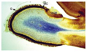 Section through olfactory bulb 16 days old rat brain