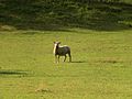 Sheep in Planoise