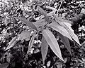 Solanum drymophilum