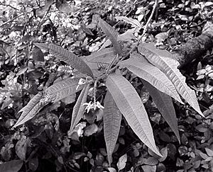 Solanum drymophilum.jpg