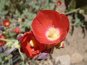 Sphaeralcea-rusbyi-20080330.JPG