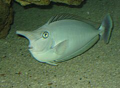 Spotted Unicornfish Toledo Zoo