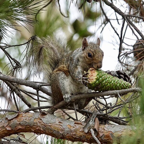 Squirrel (36127639150)