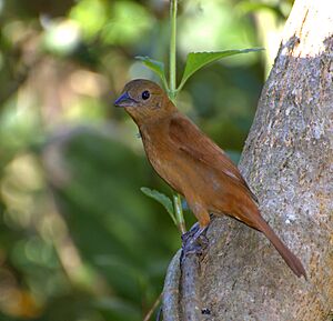 Tachyphonus coronatus female.jpg