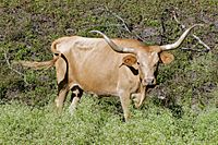 Texas Longhorn cow