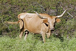 A Texas Longhorn cow