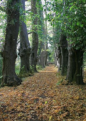 The Monks' Walk - geograph.org.uk - 610087