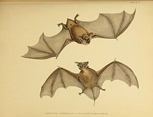 The zoology of the voyage of the H.M.S. Erebus and Terror (6258365260)