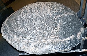 Thrombolite-stromatolite (1.9 m diameter) VMNH
