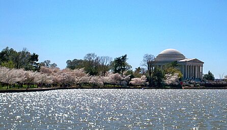 Tidal Basin blossoms by Matthew Bisanz