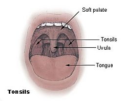 Tonsils diagram.jpg