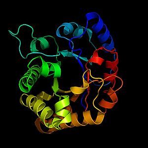 Triosephosphate isomerase