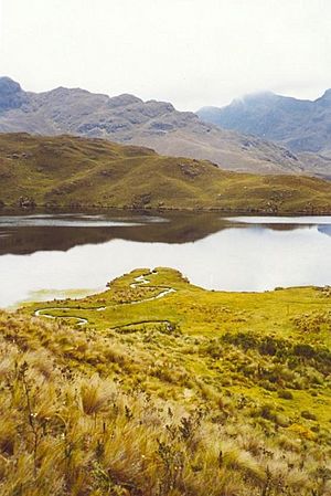 Una laguna en el cajas.jpg