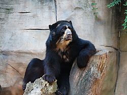 Urso-de-óculos no Zoológico de Sorocaba.JPG