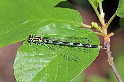 Variable damselfly (Coenagrion pulchellum) young adult female blue form Estonia