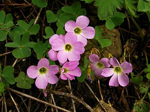 Violet Wood-Sorrel - Oxalis violacea.JPG