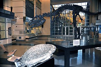 Virginia Museum of Natural History display