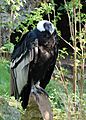 Vultur gryphus -Doué-la-Fontaine Zoo, France-8a