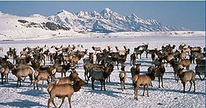 Wapiti on the National Elk Refuge