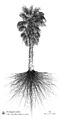 Washingtonia filifera, Auckland-NZ, hand drawing Axel Aucouturier