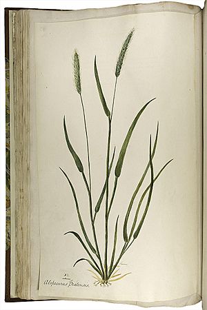 Wm Sole Meadow foxtail grass