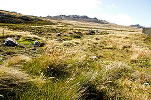 160303-Falkland Islands-78 copy (25337078203)