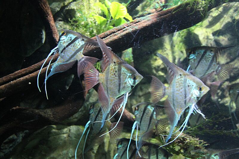 20110527 Sea Life Blankenberge (6)